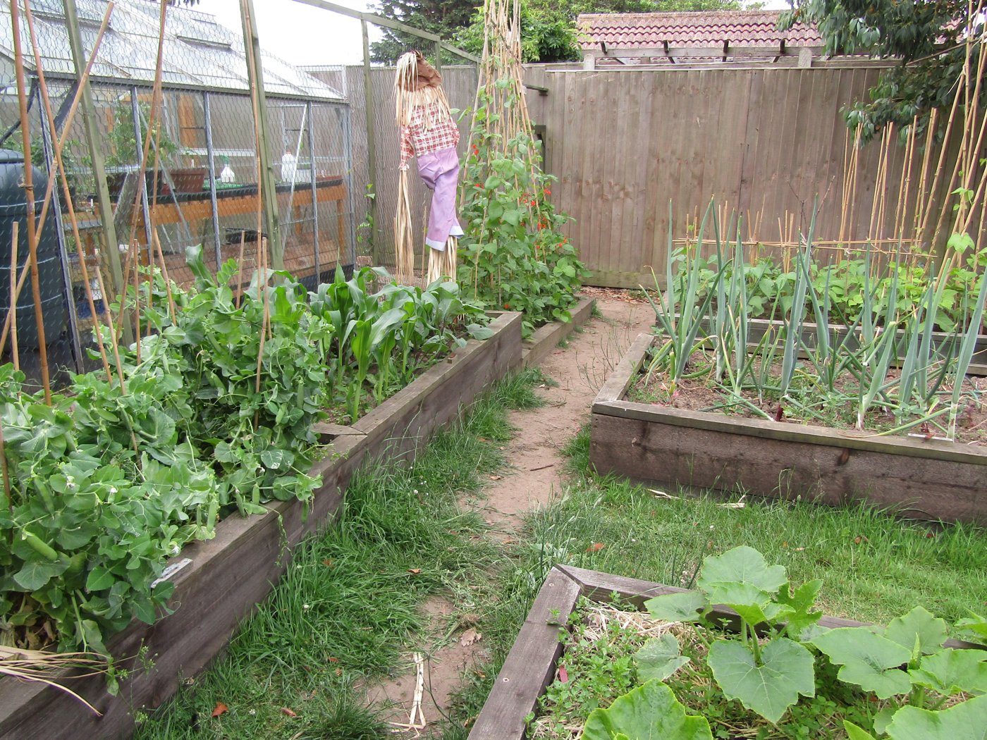 Vegetables growing in raised beds in a Norfolk garden